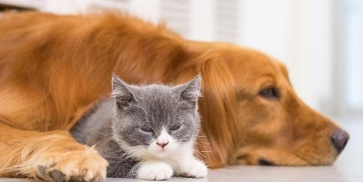 为什么养猫需要陪伴狗狗呢
