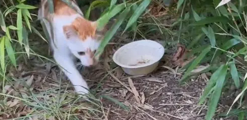 流浪猫究竟有多卑微,一个罐头竟能换取它的全部信任 流浪猫究竟有多卑微,一个罐头竟能换取它的全部信任