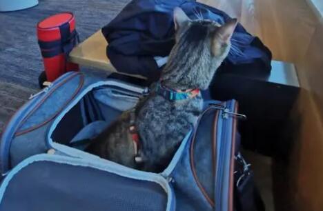 寄送猫咪需要什么证明 寄送猫咪需要什么证明
