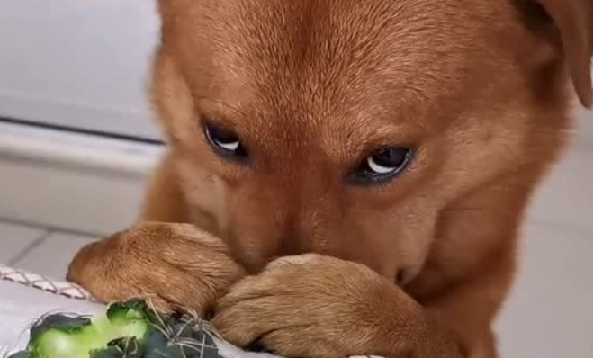 为什么狗狗总捂嘴巴呢