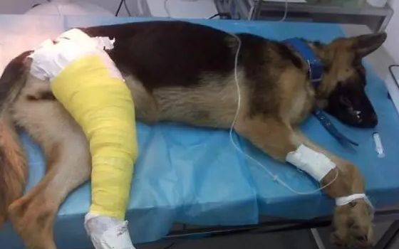 犬的骨折的病因与治疗方法 犬的骨折的病因与治疗方法