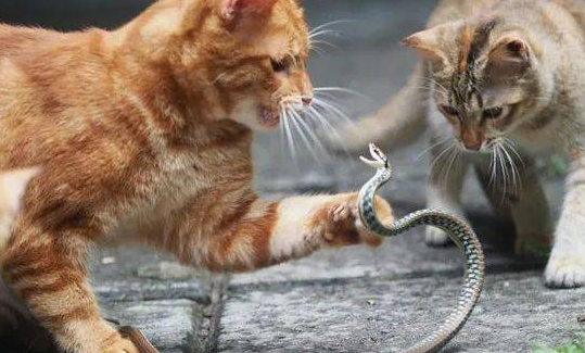 家里有猫蛇敢来吗？猫蛇其实可以共存
