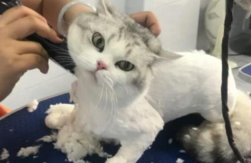 猫咪剃毛受伤了需要缝合吗？