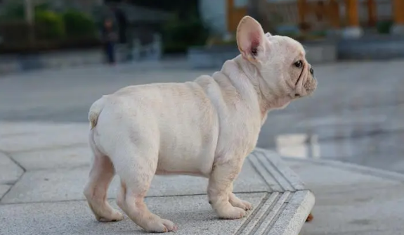 想给法国斗牛犬一个营养的饮食？必须留意哪些层面呢