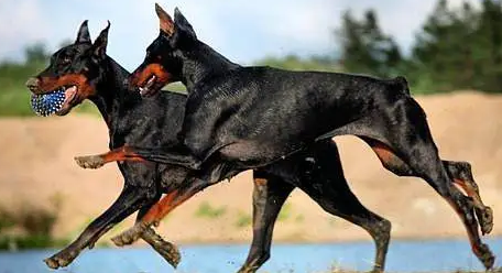 杜宾犬咬主人几率 杜宾犬咬主人几率