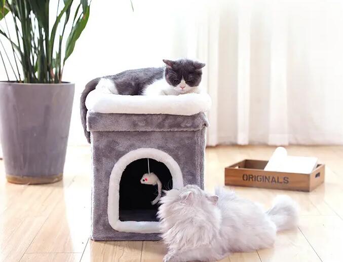 如何训练猫咪使用猫洞?教宠物猫学会正确使用猫洞!