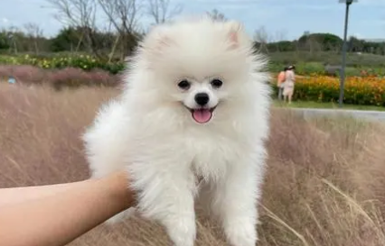 博美犬打疫苗的四个误区。