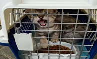 坐飞机可以带宠物猫吗运费多少