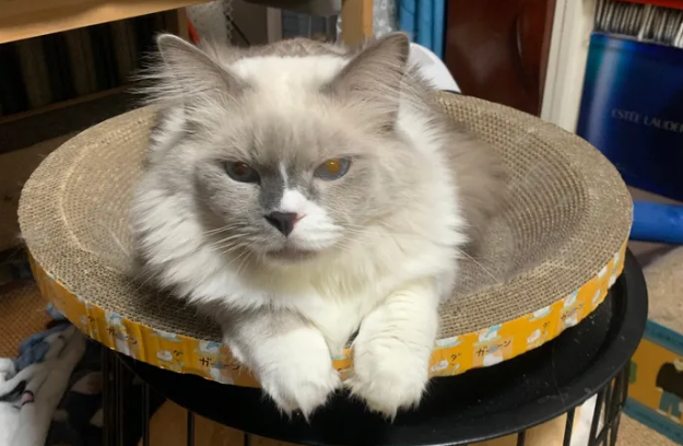 养猫后发现自己有暴力倾 养猫后发现自己有暴力倾