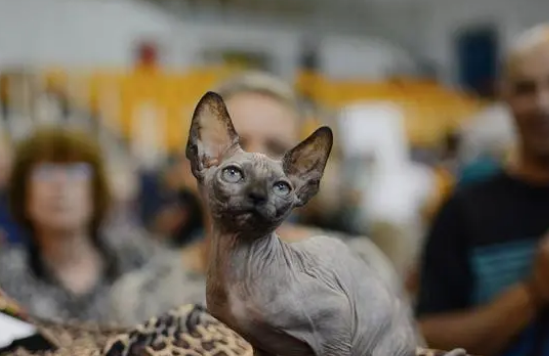 猫咪如果有腹水，就一定是患上了猫传腹吗？