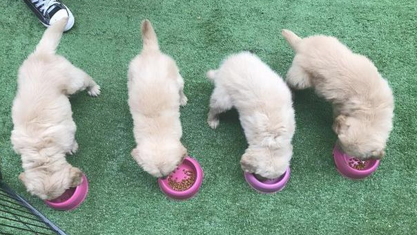 怎么挑选一只健康的狗？教你7招避开“坑店”！