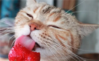 小猫能吃草莓吗为什么呢