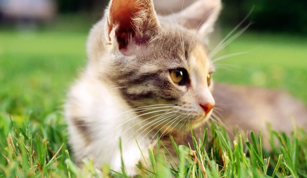 母猫需要绝育吗，家养母猫需要绝育吗？