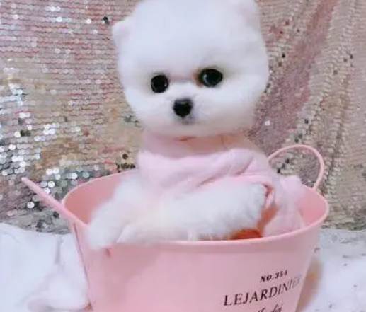 茶杯犬怎么培育出来的？