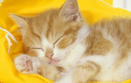 猫咪脾气不好怎么办?如何让它变得软萌温柔! 猫咪脾气不好怎么办?如何让它变得软萌温柔!