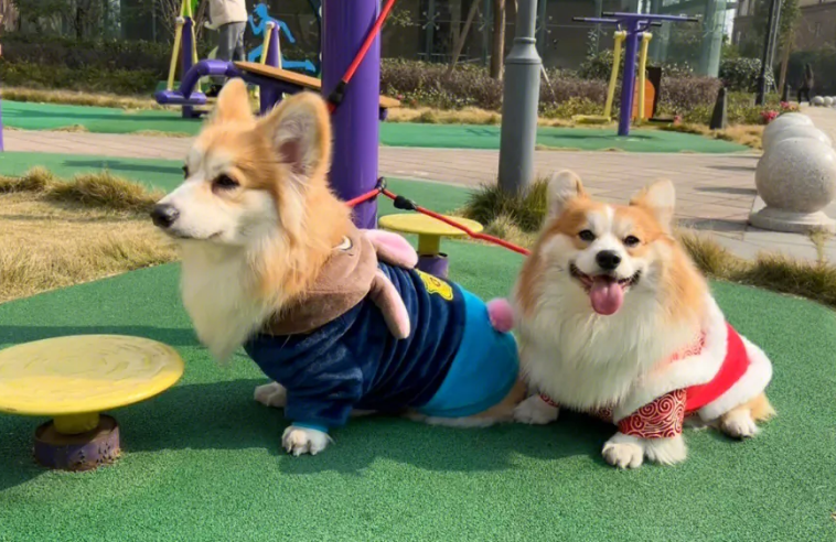 柯基犬晚上放哪睡