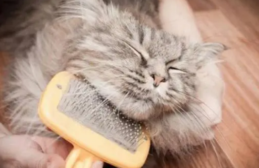 挑选猫狗梳子种类及护理重点？