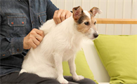 狗狗腰椎疼痛按摩手法