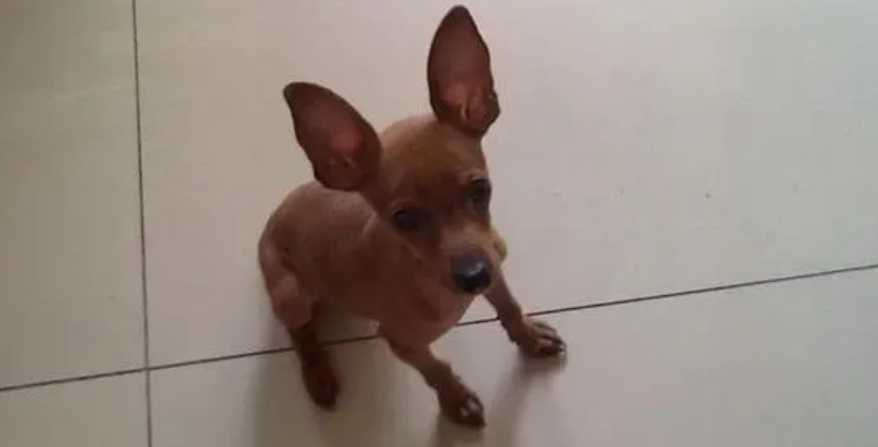 小鹿犬纯不纯种看什么 小鹿犬纯不纯种看什么