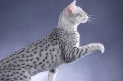 埃及猫坐在人身上跳舞 埃及猫坐在人身上跳舞