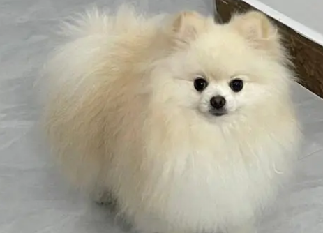 新手养什么狗比较好