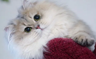上海金渐层猫猫舍