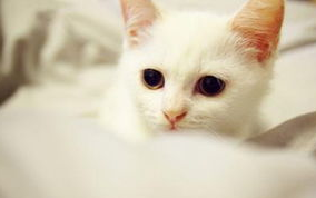 猫咪心力衰竭的发病机理及症状,猫咪常见疾病! 猫咪心力衰竭的发病机理及症状,猫咪常见疾病!
