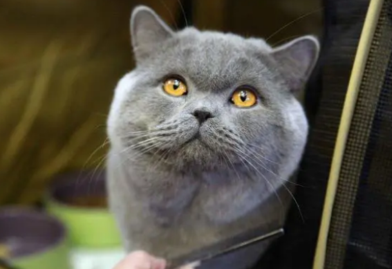 猫咪如果有腹水，就一定是患上了猫传腹吗？