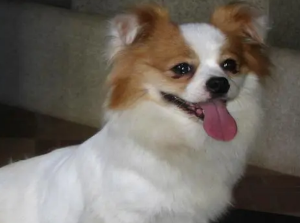 蝴蝶犬软便大便不成型该怎么办? 蝴蝶犬软便大便不成型该怎么办?