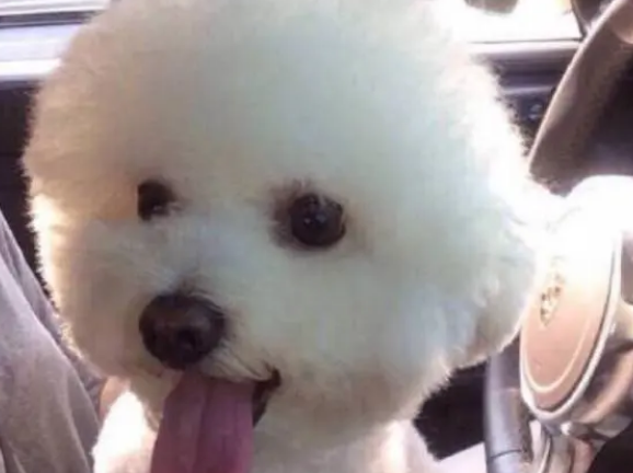 比熊犬的泪痕怎么处理？避免犬泪痕的方法