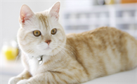 猫咪为什么难以训练?其实是你训练它的方法不正确!