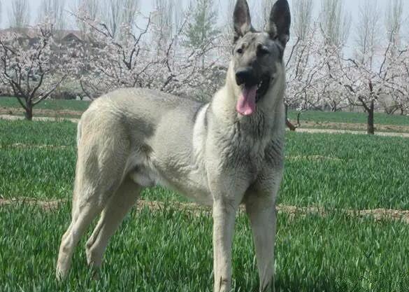 日本狼青与中华狼青犬的特点 日本狼青与中华狼青犬的特点