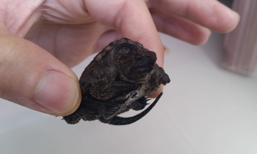 小鳄龟需要晒背吗?可以了解一下! 小鳄龟需要晒背吗?可以了解一下!