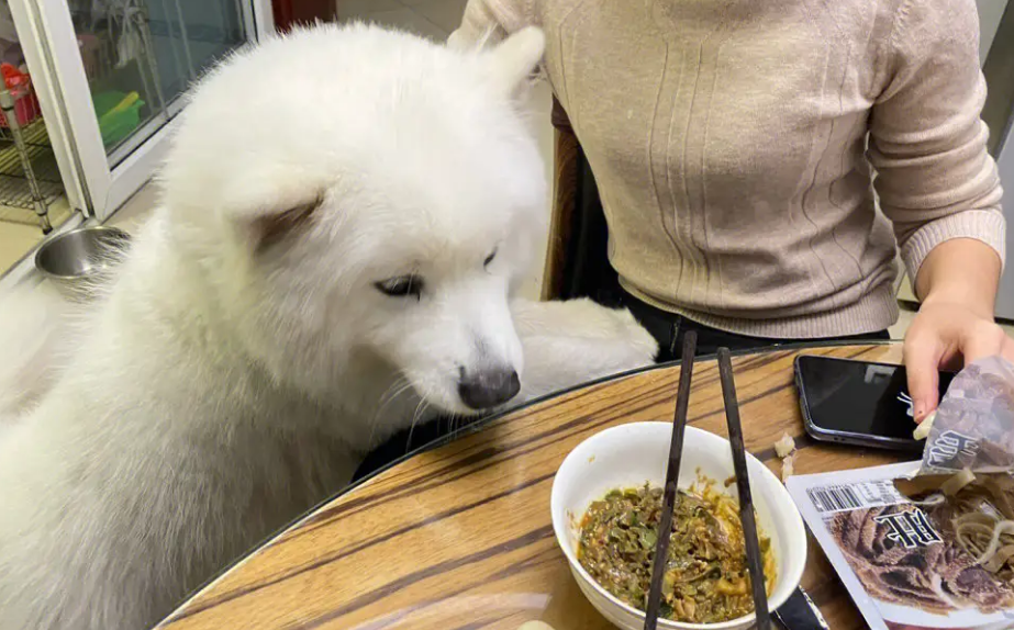 狗狗看着人吃饭什么原因