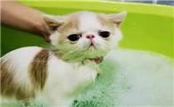 宠物猫要经常洗澡吗