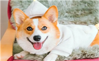 貂色柯基稀有么