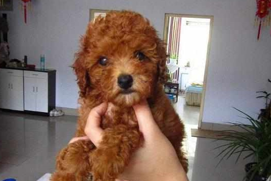 培养泰迪犬的4种最佳方式,主人掌握了吗? 培养泰迪犬的4种最佳方式,主人掌握了吗?