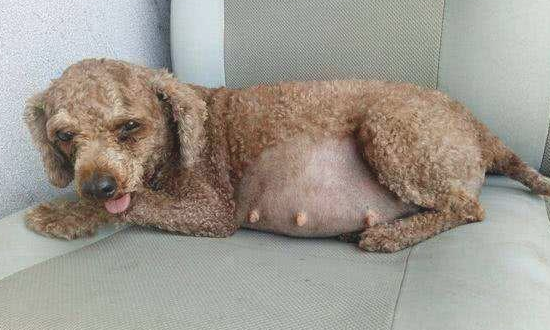 为何大部分的泰迪犬都“短寿”?这六个缘故,真令人心痛! 为何大部分的泰迪犬都“短寿”?这六个缘故,真令人心痛!