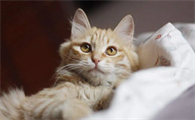 猫拉血是什么原因导致的?一文告诉你!