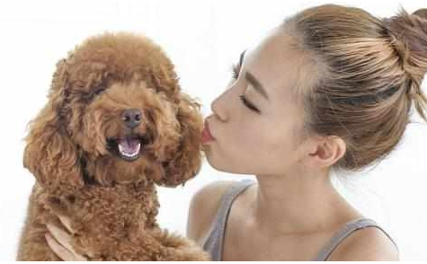 培养泰迪犬的4种最佳方式,主人掌握了吗? 培养泰迪犬的4种最佳方式,主人掌握了吗?