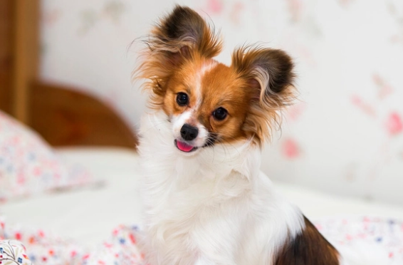 不因一时冲动而养蝴蝶犬,看这里就知道了~ 不因一时冲动而养蝴蝶犬,看这里就知道了~