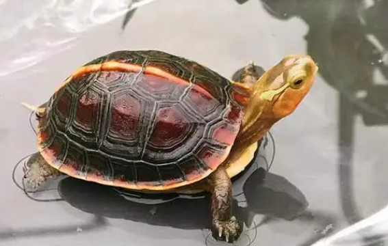 黄缘闭壳龟凶吗？