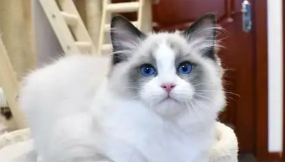 猫猫行为冷知识