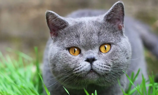 猫吃了虫子会怎么样？