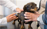 狗狗口腔溃疡能够冼澡吗