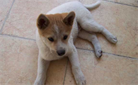 中华田园犬的价格多少钱一只