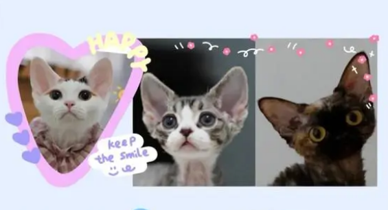 德文卷毛猫猫舍推荐