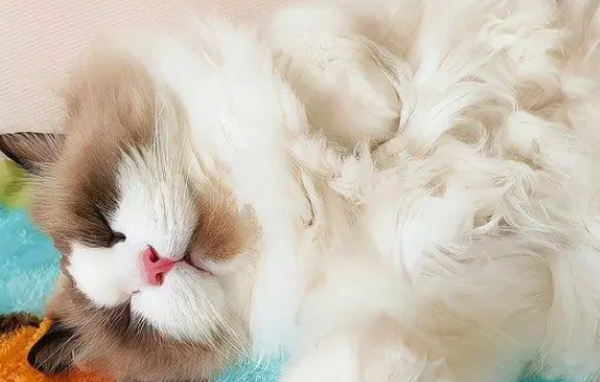 为什么猫咪有的时候叫不醒 为什么猫咪有的时候叫不醒