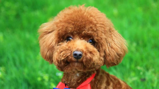 泰迪的身上为何长癣?有哪些原因? 泰迪的身上为何长癣?有哪些原因?