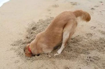 狗狗为什么懂得埋葬自己